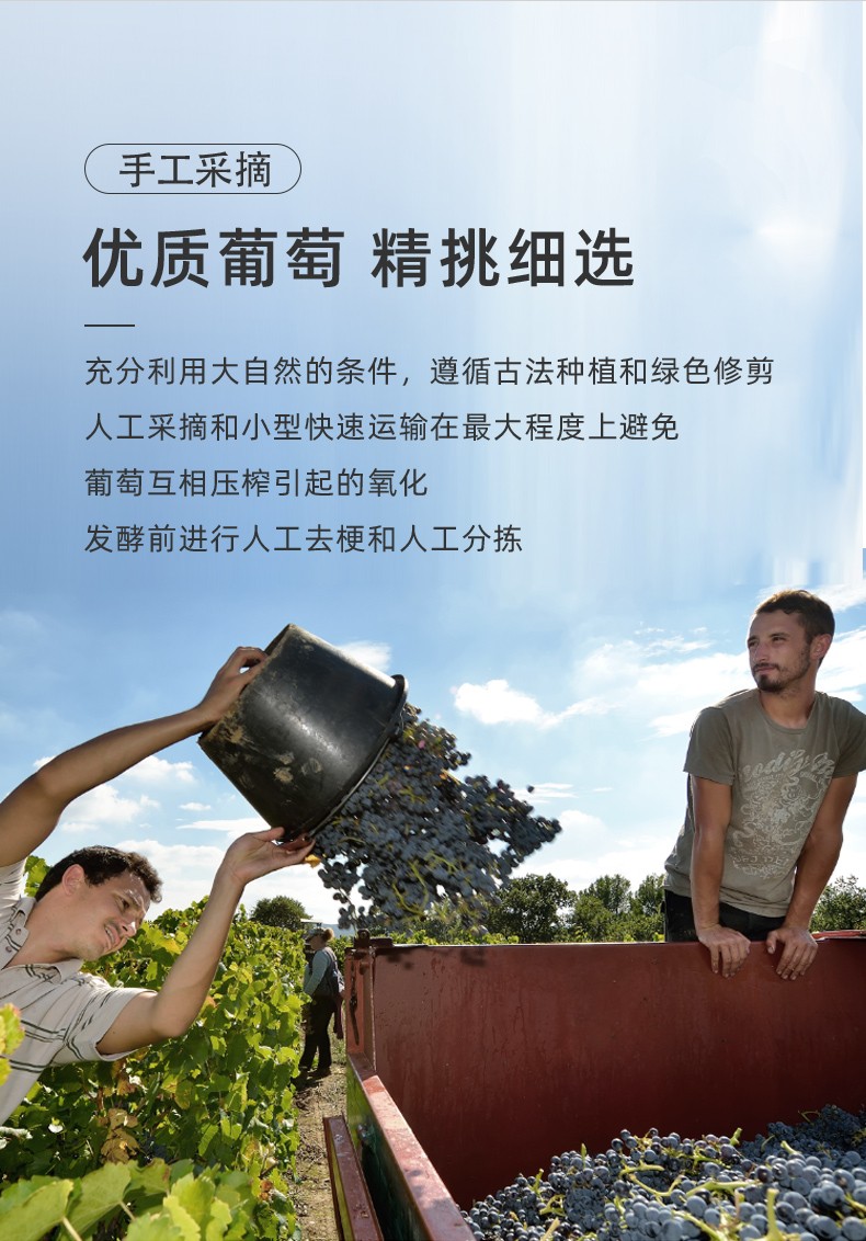 精選優(yōu)質(zhì)葡萄充分利用大自然條件