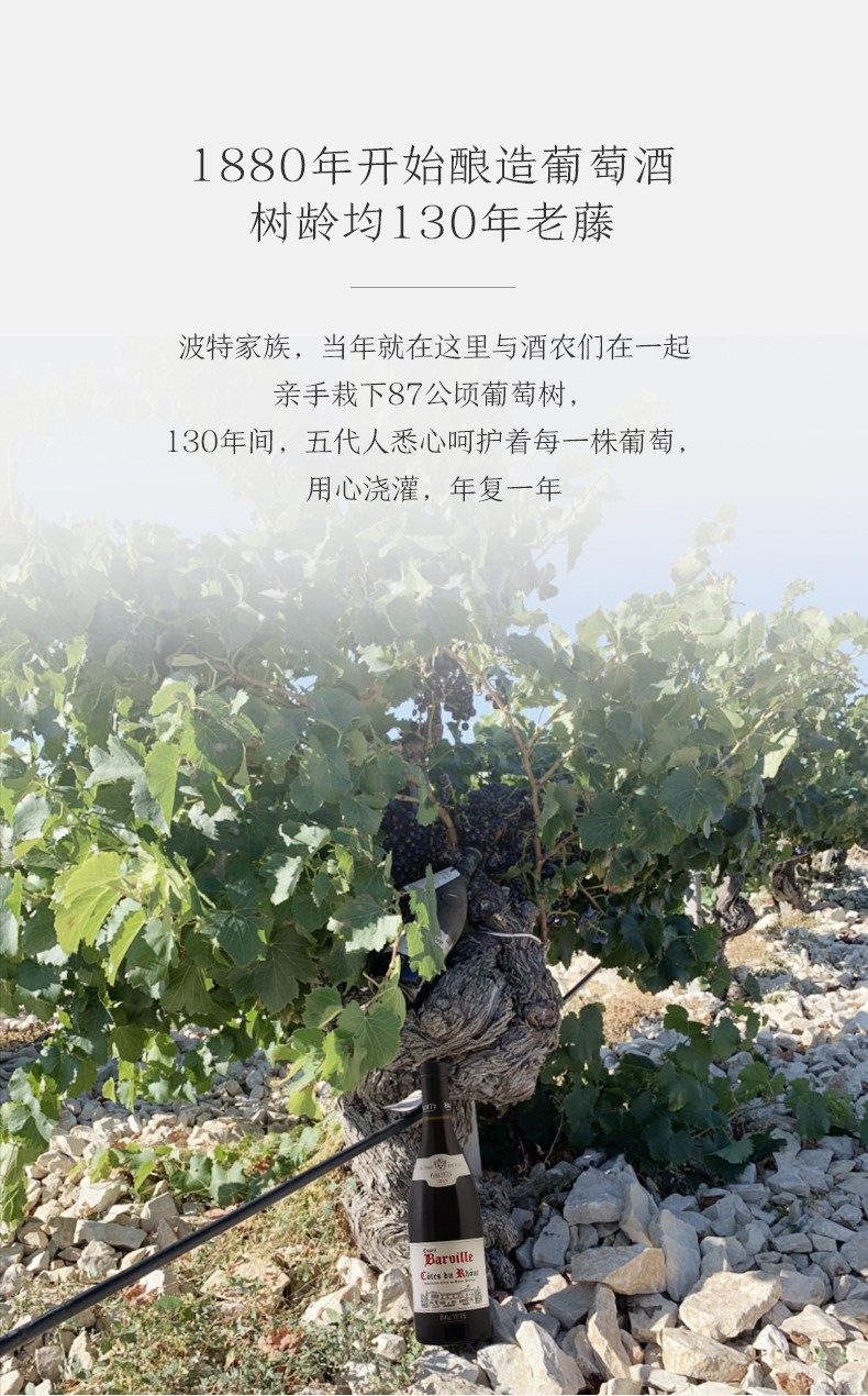 樹(shù)齡均130年老藤