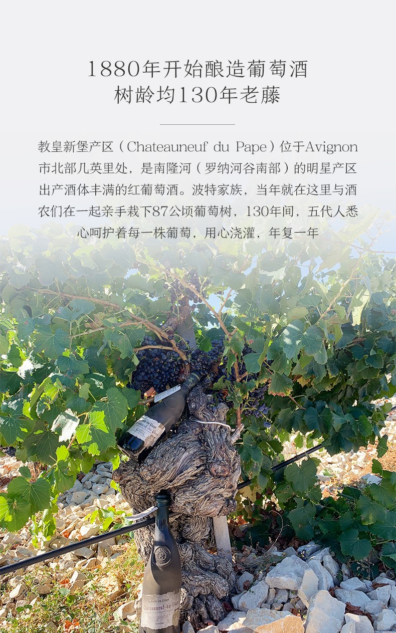 百年老樹